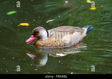 Il brasiliano teal / brasiliano anatra (Amazonetta brasiliensis) maschio nuoto nel lago, nativo di Est America del Sud Foto Stock