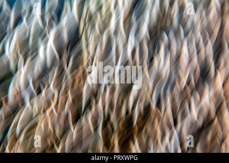 Luce astratta i disegni creati da motion blur di ripiano e funghi - Carolina del Nord Foto Stock