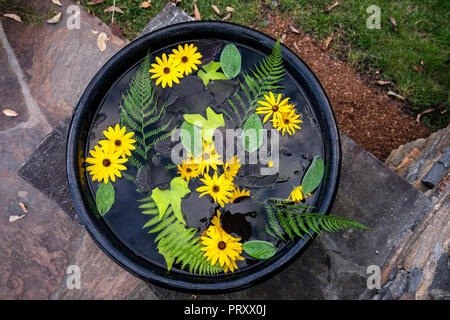 Fiori di colore giallo e di felci galleggianti in acqua - North Carolina Arboretum, Asheville, North Carolina, STATI UNITI D'AMERICA Foto Stock