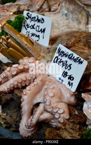 Polpo mediterraneo e Shetland cannolicchi sul display sul pesce in stallo, Borough Market, Southwark, Londra, Inghilterra, Regno Unito. Foto Stock