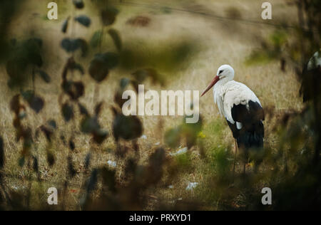 La cicogna bianca in piedi sul prato. Vista tra rami sfocata. Foto Stock