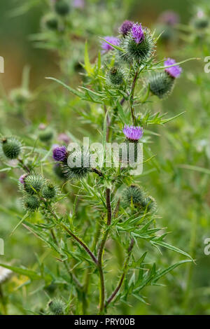 Wild Scottish pungenti cardi crescente selvatici in campagna.simbolo nazionale in Scozia di cardi con fiori viola. Foto Stock