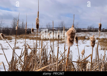 Bull si precipita a Red Deer Lake Foto Stock