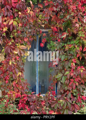 Virginia superriduttore Ampelopsis quinquefolia in autunno su Norfolk cottage Foto Stock