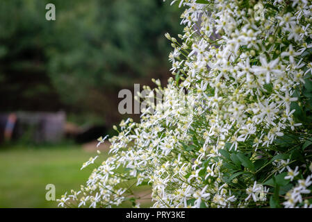 Messa a fuoco selettiva della fotografia. La natura dello sfondo. Arbusto con fiori di colore bianco. Foto Stock