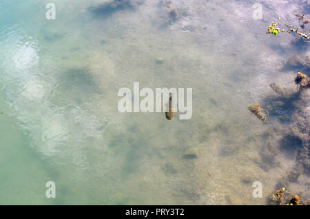 Tiger pesce (Hoplias malabaricus) nella costa del fiume Parana, Argentina Foto Stock