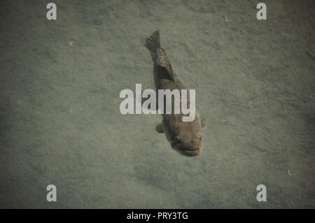 Tiger pesce (Hoplias malabaricus) nella costa del fiume Parana, Argentina Foto Stock