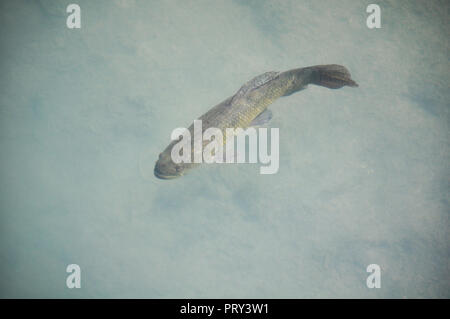 Tiger pesce (Hoplias malabaricus) nella costa del fiume Parana, Argentina Foto Stock