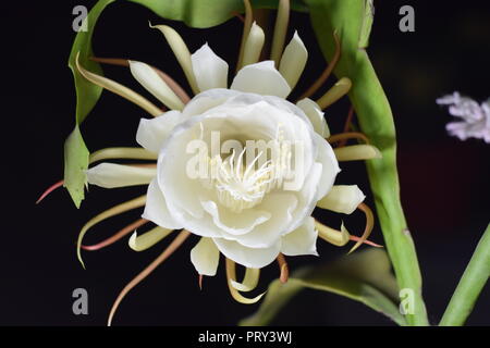 Brahma kamal Foto Stock