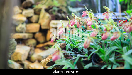 Fiori: pianella della Madonna, lady pantofola o pantofola orchid Paphiopedilum, Paphiopedilum sukhakulii. La pantofola bordo a forma di fiore serve come una trappola Foto Stock