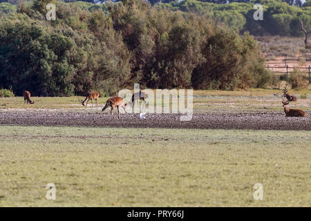 Cervi combattimenti durante la stagione di accoppiamento in 'DoÃ±ana Parco Nazionale" Donana e la riserva naturale di El Rocio village al tramonto Foto Stock