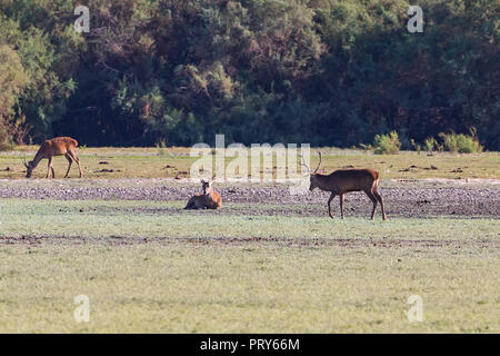 Cervi durante la stagione di accoppiamento in 'DoÃ±ana Parco Nazionale" Donana e la riserva naturale di El Rocio village al tramonto Foto Stock