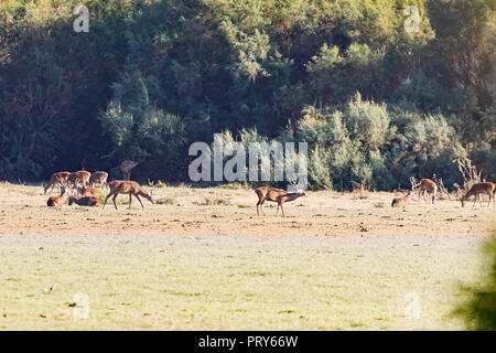 Cervi durante la stagione di accoppiamento in 'DoÃ±ana Parco Nazionale" Donana e la riserva naturale di El Rocio village al tramonto Foto Stock