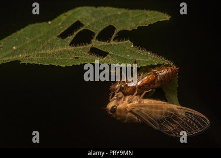 Una cicala getta la sua vecchia esoscheletro larvale e emerge come un adulto, ora deve asciugare prima di poter volare lontano e continuare la sua vita di adulto. Foto Stock