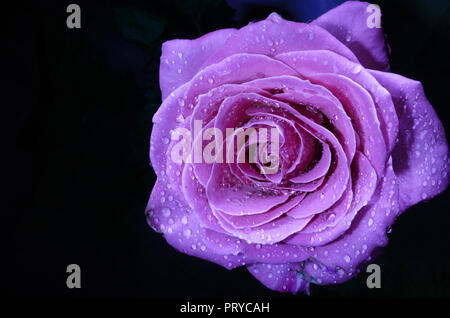 Bella rosa violetto con gocce di rugiada, su sfondo nero. Foto Stock