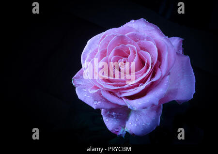 Bella rosa violetto con gocce di rugiada, su sfondo nero. Foto Stock