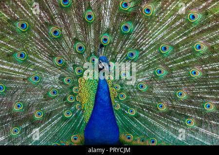 Peacock bellissimo uccello piume di coda di diffusione in una ventola / Victoria BC, Canada Foto Stock