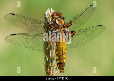 Ampio femmina corposo chaser (Libellula depressa) Foto Stock