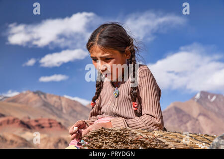 Giovani nomadi del Kirghizistan ragazza mangia qurut fresco nella remota valle Pshart nel Pamir Mountains, Gorno-Badakhshan Regione autonoma, Tagikistan. Foto Stock