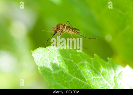 Zanzara Culex appoggio (close up, macro) - Virginia STATI UNITI D'AMERICA Foto Stock