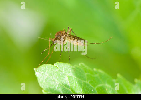Zanzara Culex appoggio (close up, macro) - Virginia STATI UNITI D'AMERICA Foto Stock