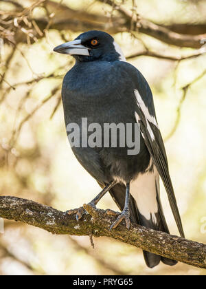 Australian gazza (Gymnorhina tibicen), seduto su un ramo, South Australia, Australia Foto Stock