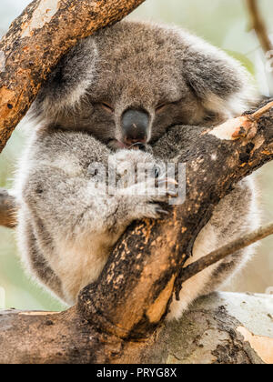 Koala (Phascolarctos cinereus), dormendo in un albero, giovane animale, South Australia, Australia Foto Stock