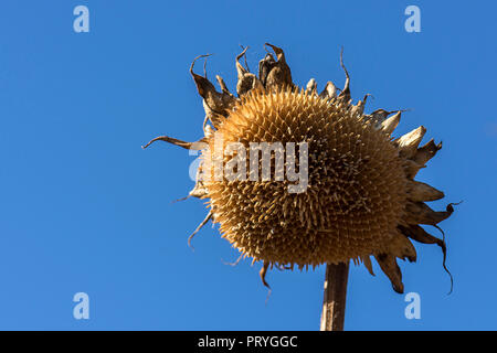 Fiore di vuoto di un asciugò il girasole (Helianthus annuus), cielo blu, Baviera, Germania Foto Stock