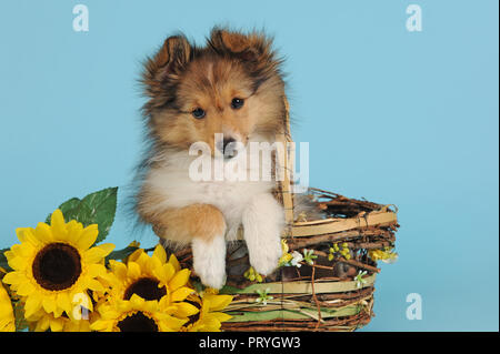 Sheltie, Shetland Sheepdog, sable, 11 settimane, seduta in cesto con girasoli, Austria Foto Stock