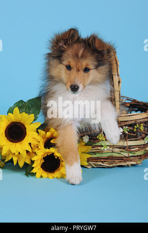 Sheltie, Shetland Sheepdog, sable, 11 settimane, seduta in cesto con girasoli, Austria Foto Stock