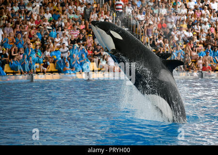 Due balene killer (Orcinus orca) saltando in modo sincrono, prigionieri Orca mostrano, Loro Parque di Puerto de la Cruz Tenerife Foto Stock