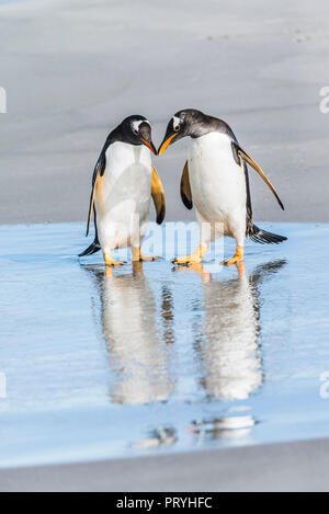 I pinguini di Gentoo su isole Falkland. Foto Stock