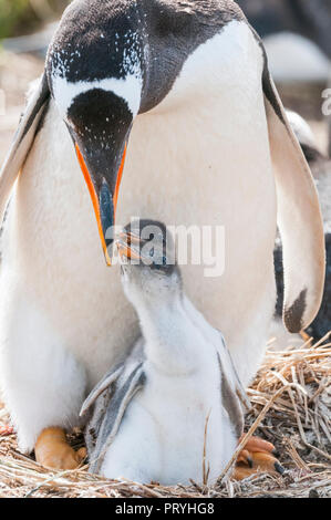 La madre e il pulcino pinguino Gentoo in Islas Malvinas Foto Stock