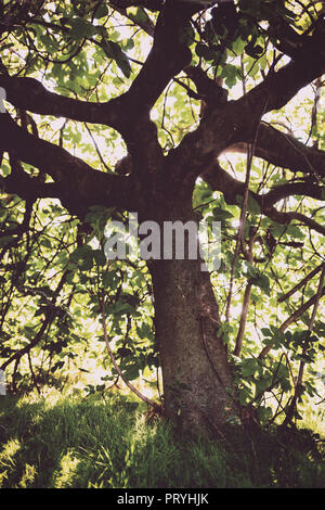 Vecchio e tetro fig tree fotografato dall'interno. Foto Stock