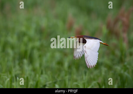 Laghetto cinese Heron in volo Foto Stock