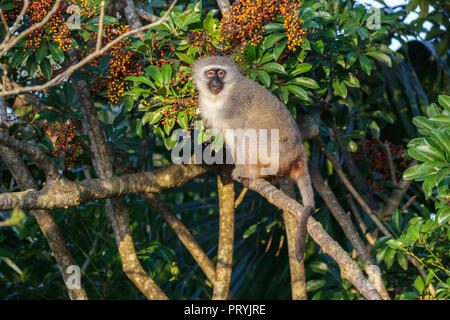 Samango Monkey Cercopithecus albogularis Santa Lucia, Sud Africa 27 agosto 2018 femmina adulta Cercopithecidae anche sapere come Sykes Monke Foto Stock