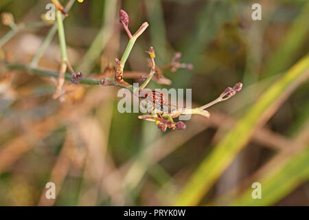 Rosso e nero a strisce bug dello schermo o scudo beetle chiamato anche un fetore bug latino graphosoma lineatum o graphosoma italicum il finocchio selvatico in Italia Foto Stock