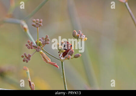 Rosso e nero a strisce bug dello schermo o scudo beetle chiamato anche un fetore bug latino graphosoma lineatum o graphosoma italicum il finocchio selvatico in Italia Foto Stock