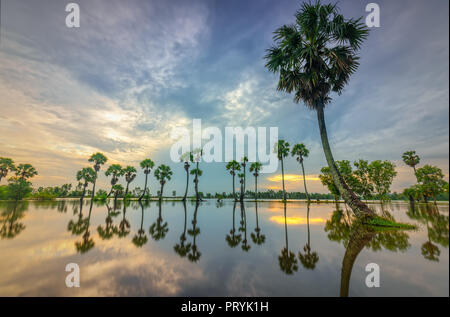Sunrise colorati con alte palme che si elevano fino al cielo drammatico belle nuvole e silhouette riflettere sull'acqua di superficie nelle zone rurali del Delta del Mekong Foto Stock