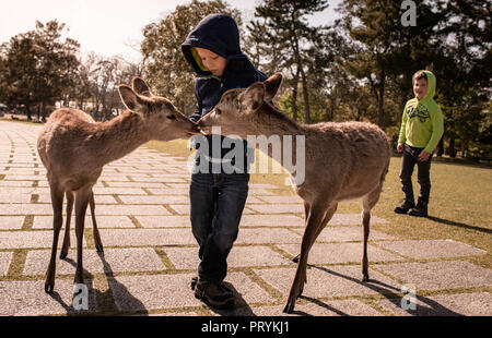 Due ragazzi di alimentazione dei cervi nel tardo pomeriggio al Parco di Nara, Giappone Foto Stock