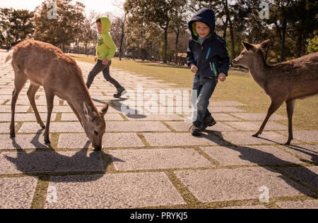 Due ragazzi bionda alimentando il cervo in Parco di Nara, Giappone Foto Stock