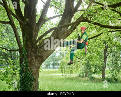 Taglierina ad albero appeso sulla fune nella struttura ad albero Foto Stock