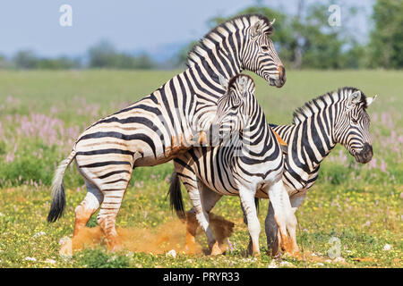 Africa, Namibia, Etosha National Park, la burchell zebre, Equus quagga burchelli, combattimento Foto Stock