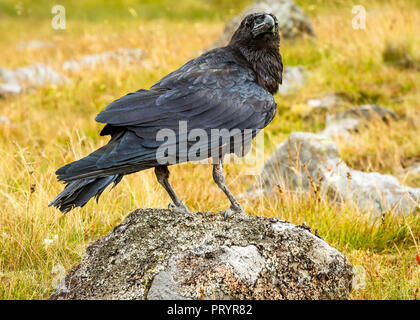 Raven, comune, Eurasian Corvo imperiale Corvus corax arroccato su un lichene coperto rock nel Lake District inglese. Regno Unito. Orizzontale. Foto Stock