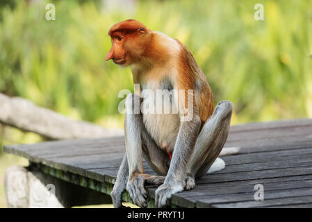 Proboscide Scimmia,Nasalis Larvatus o a becco lungo, scimmia è un marrone rossastro essenze arboree scimmia del Vecchio Mondo che è endemica del sud-est isola del Borneo Foto Stock