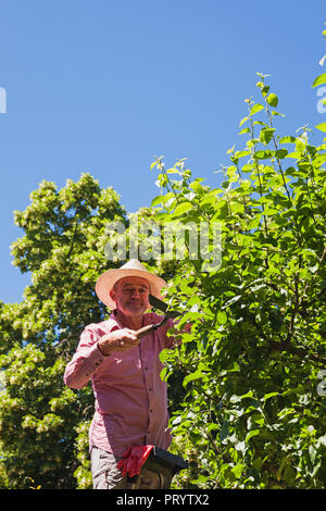 Giardiniere potatura ramoscelli di melo con tagliasiepi Foto Stock