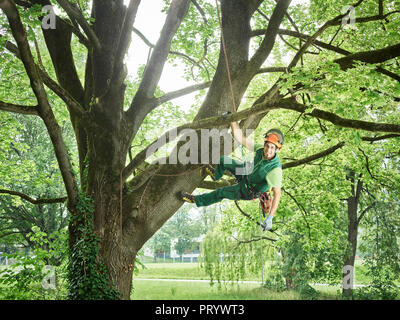 Taglierina ad albero appeso sulla fune nella struttura ad albero Foto Stock