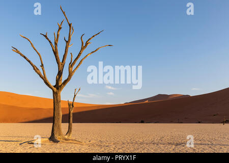 Africa, Namibia, Namib-Naukluft National Park, Deadvlei, morto acacia in pentola di creta Foto Stock