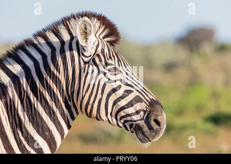 Africa, Namibia, il Parco Nazionale di Etosha, Ritratto di burchell's zebra, Equus quagga burchelli Foto Stock