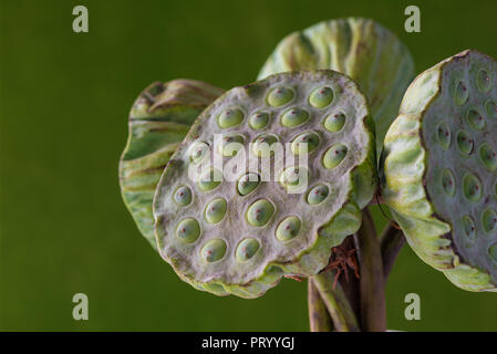 Fresco di semi di loto pods isolato sul verde blur sullo sfondo Foto Stock